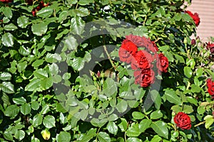 Huge bushes of dark red roses growing on the territory of Lazar Globa Park, Dnipro city, Ukraine.