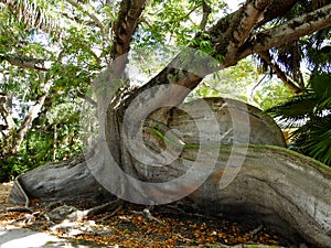 Huge Buttress Roots on a Miami Landmark