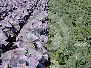 Huge Cabbage Field 3