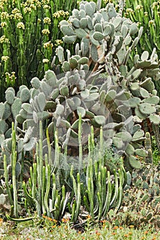 Huge cacti growing in a botanical garden in an open space