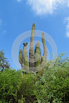 Huge cactus