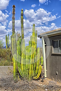 The huge cactus - Carnegie giant Carnegiea gigantea. Organ Pipe Cactus National Monument, Arizona, US