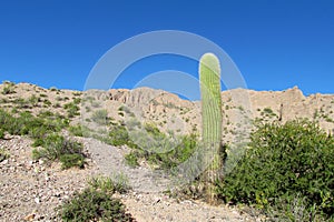 Huge cactus growing in South America dry mountains of altiplano