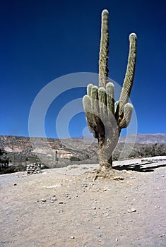 Huge Cactus in Humahuaca ,Salta,Argentina photo