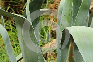 Huge cactus leaves close-up texture background