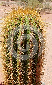 Huge cactus needles