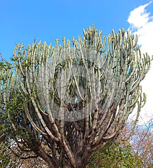 Huge cactus plant vegetation for backgrounds