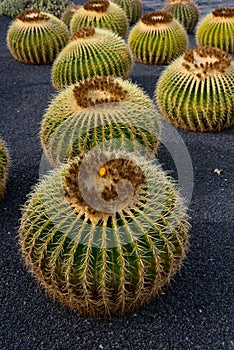 Huge cactus plants Jardin de cactus Lanzarote