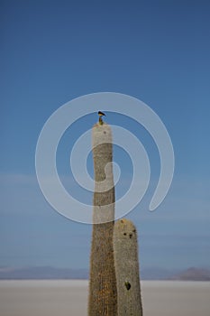 Un gran a de cielo azul 