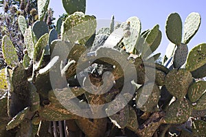 Huge Cactus with texts