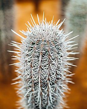 Huge cactus thorns