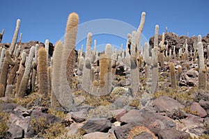 Huge Cactuses, Isla del Pescado, Salar de Uyuni