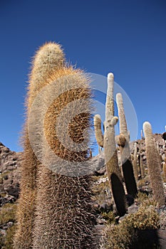 Huge Cactuses over blue sky in Salar de Uyuni