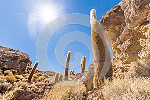 Huge cactuses Salar De Uyuni island mountains scenic landscape