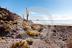 Huge cactuses Salar De Uyuni islands mountains scenic landscape