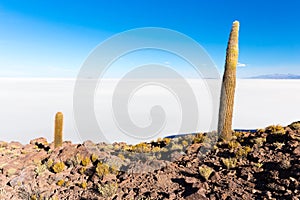 Huge cactuses Salar De Uyuni islands mountains scenic landscape