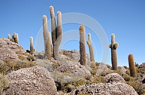 Huge Cactuses in stones in Salar de Uyuni, Bolivia