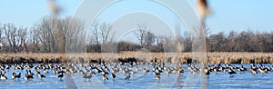 Huge Canada Goose flock on frozen Peter Exner Marsh lake, Illinois