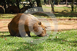 Huge animal eating grass photo