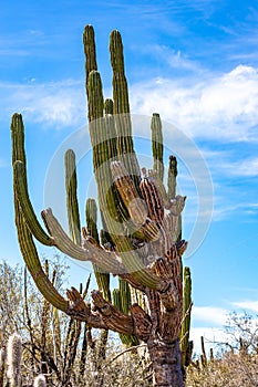 Huge cardon cactus or Pachycereus pringlei against blue sky in steppe landscape