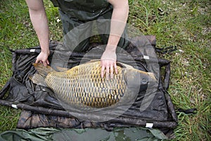 A huge carp caught in a river in Europe.