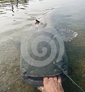 Huge Catfish grabbed by hand