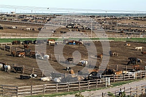 Huge cattle feed lot.in Kansas