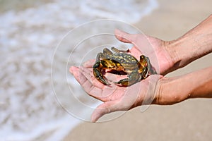 Huge caught crab in male hands against the background of the sea shore and waves