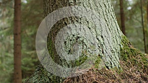 Huge centenarian oak tree low angle view