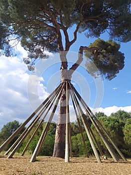 Huge centennial pine spun with planks to prevent it from falling. photo