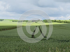 Huge cereal fields crops landscapes spring agriculture photo