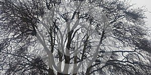 Huge Chinar tree different birds on it