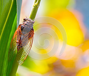 huge cicada sit on corn stem