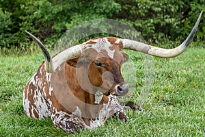 Huge close up of a Texas long horn steer