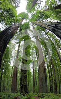 Huge Coast Redwood Trees Grow in Northern California