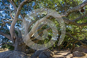 Huge Coastal live oak Quercus agrifolia stretching its branches over the trail, San Luis Obispo, California