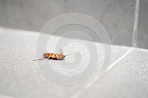 A huge cockroach on the floor. Insect pests in the house