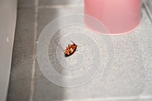 A huge cockroach on the floor. Insect pests in the house