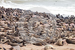 Huge colonies, Brown fur seal, Arctocephalus pusillus, Cape cros, Namibia