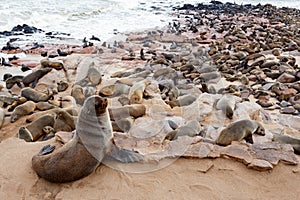 Huge colony of Brown fur seal - sea lions in Namibia