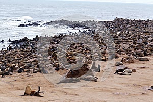 Huge colony of Brown fur seal - sea lions in Namibia