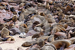 Huge colony of Brown fur seal - sea lions in Namibia