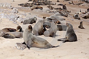 Huge colony of Brown fur seal - sea lions in Namibia