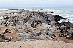 Huge colony of Brown fur seal - sea lions in Namibia