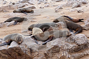 Huge colony of Brown fur seal - sea lions in Namibia