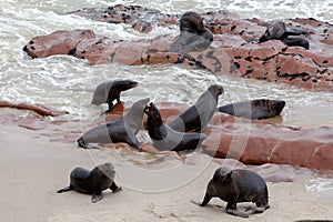 Huge colony of Brown fur seal - sea lions in Namibia