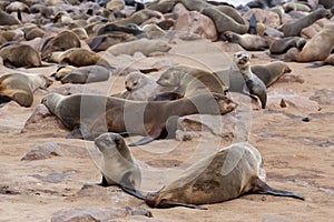 Huge colony of Brown fur seal - sea lions in Namibia