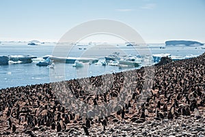 Huge colony of Gentoo penguins