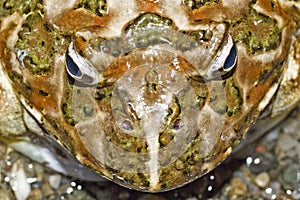 Huge colorful portrait of a dangerous frog