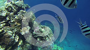 Huge corals and fishes in deep blue sea